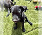 Small #3 Labrador Retriever Mix