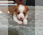 Small Photo #7 Aussie-Corgi Puppy For Sale in BRIGGSDALE, CO, USA