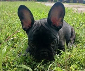 Medium French Bulldog