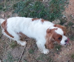 Father of the Cavalier King Charles Spaniel puppies born on 05/11/2023