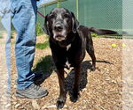 Small Labrador Retriever