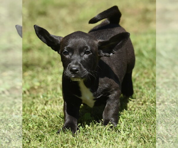 Medium Photo #10 Dachsador Puppy For Sale in Mechanicsburg, PA, USA