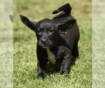 Small #9 Dachsador