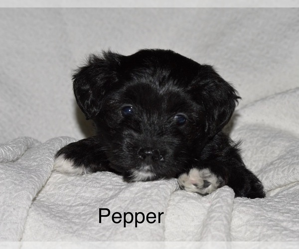 Medium Photo #2 Havapoo Puppy For Sale in VANCOUVER, WA, USA