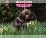 Small #1 America Bandogge Mastiff