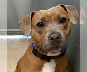 Mutt Dogs for adoption in Canton, CT, USA