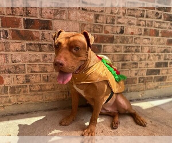 Medium Photo #2 American Pit Bull Terrier Puppy For Sale in Euless, TX, USA
