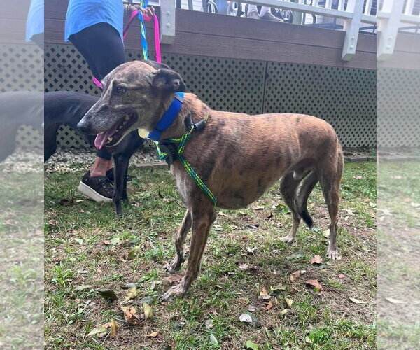 Medium Photo #3 Greyhound Puppy For Sale in Cherry Hill, NJ, USA