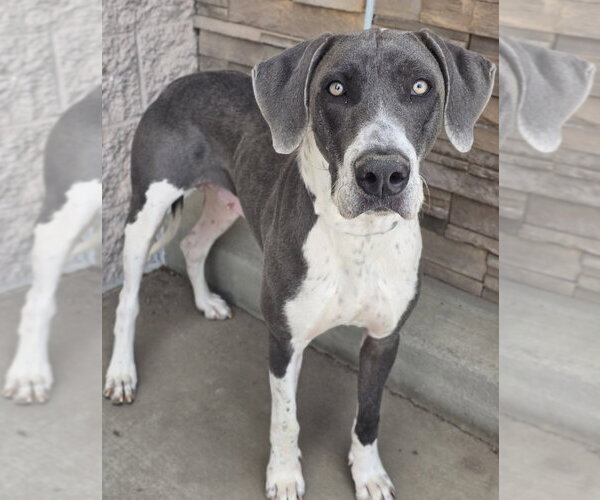Medium Photo #5 Great Dane-Unknown Mix Puppy For Sale in Lakewood, CO, USA