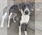 Small #4 Great Dane Mix