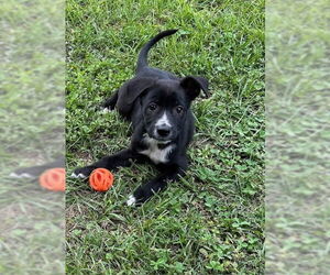 Labrador Retriever-Unknown Mix Dogs for adoption in Oak Bluffs, MA, USA
