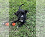 Small Labrador Retriever Mix