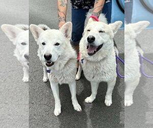 Sailor - Male Siberian Husky Dog for Adoption - Photo #2