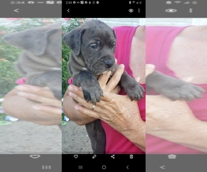 Bullmastiff-Olde English Bulldogge Mix Puppy for sale in CHILLICOTHE, OH, USA