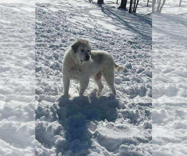 Medium Photo #3 Great Pyrenees Puppy For Sale in Osgood, IN, USA