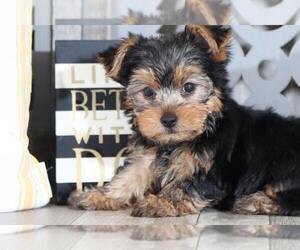 Yorkshire Terrier Puppy for sale in MOUNT VERNON, OH, USA