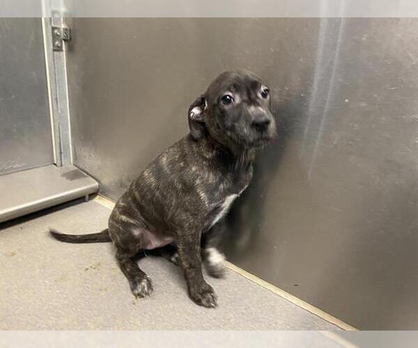 Medium Photo #2 Mutt Puppy For Sale in Modesto, CA, USA