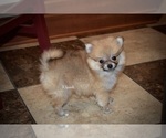 Small Photo #4 Pomeranian Puppy For Sale in GRAYSON, LA, USA