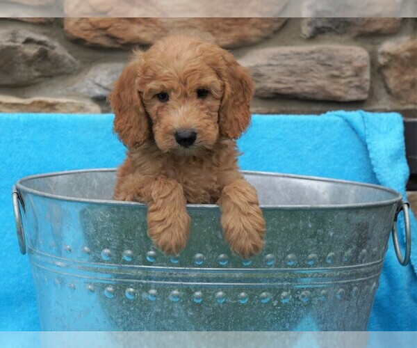 Medium Photo #1 Goldendoodle-Poodle (Miniature) Mix Puppy For Sale in FREDERICKSBG, OH, USA