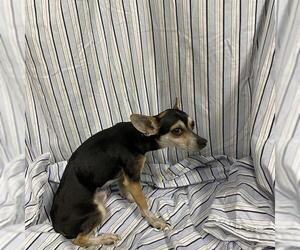 Chihuahua Dogs for adoption in Modesto, CA, USA