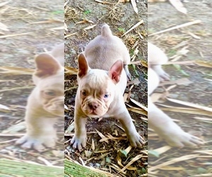 American Bully Puppy for sale in HENRICO, VA, USA