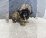 Small Photo #31 Shih Tzu Puppy For Sale in SAINT AUGUSTINE, FL, USA