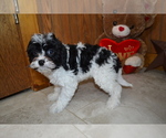 Puppy Arrow Cavapoo