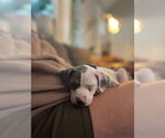 Small #5 American Staffordshire Terrier Mix