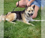 Small #4 German Shepherd Dog-Huskies  Mix