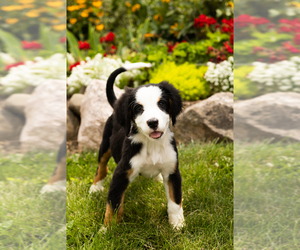 Bernese Mountain Dog Puppy for sale in MILLERSBURG, IN, USA