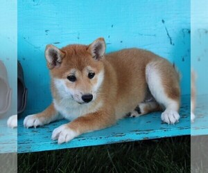 Shiba Inu Puppy for sale in ARTHUR, IL, USA
