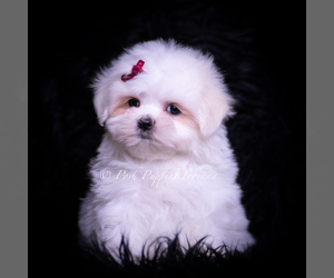 Medium Maltese