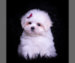 Puppy Susie Maltese