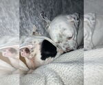 Small #8 American Bulldog