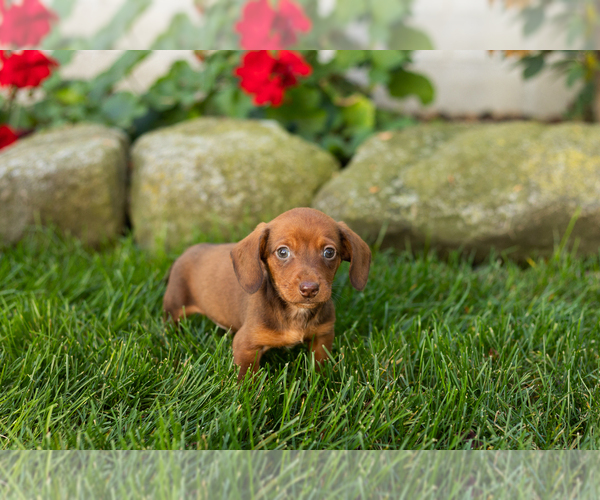Medium Photo #2 Dachshund Puppy For Sale in MILLERSBURG, IN, USA