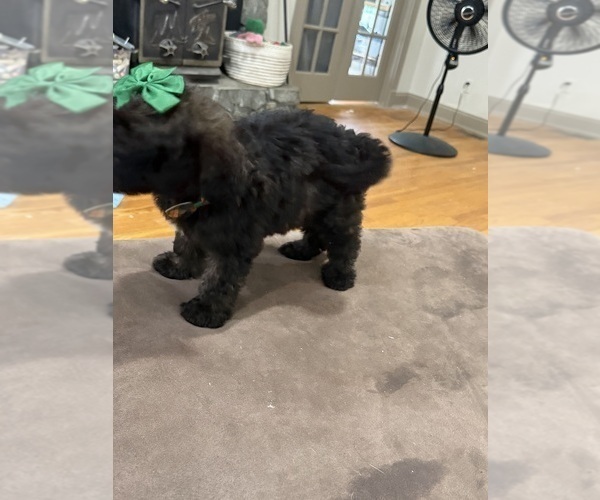 Medium Photo #4 Saint Berdoodle Puppy For Sale in DINWIDDIE, VA, USA