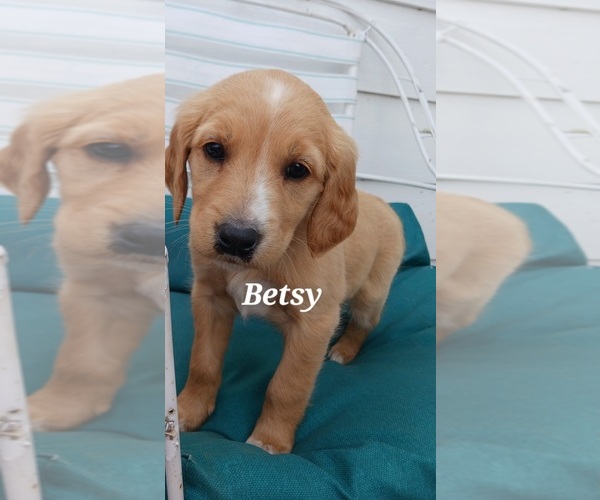 Medium Photo #17 English Cream Golden Retriever-Newfoundland Mix Puppy For Sale in SHEBOYGAN FALLS, WI, USA
