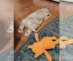 Small #4 Maltipoo (Miniature)