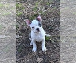 Small Photo #3 Boston Terrier Puppy For Sale in NEWBURY, MA, USA