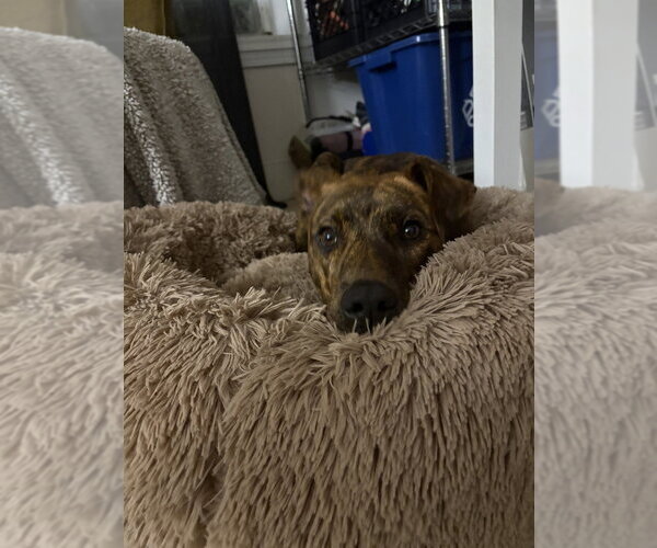 Medium Photo #3 Mutt Puppy For Sale in Springdale, PA, USA