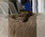 Small #2 Mutt