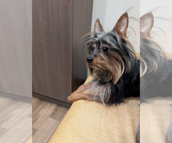 Medium Photo #6 Mutt Puppy For Sale in St. Louis Park, MN, USA