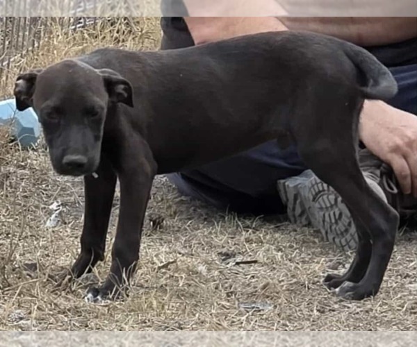 Medium Photo #9 American Pit Bull Terrier-Unknown Mix Puppy For Sale in Minneapolis, MN, USA