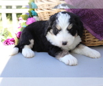 Small Photo #4 Miniature Bernedoodle Puppy For Sale in SHILOH, OH, USA