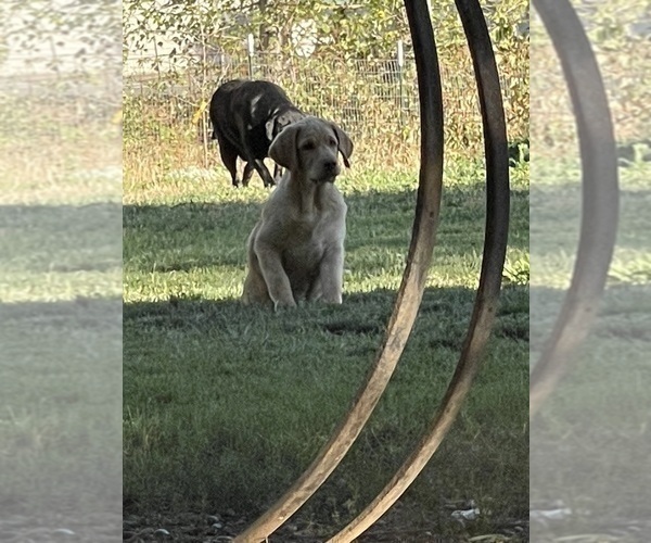 Medium Photo #3 Labrador Retriever Puppy For Sale in BROWNS VALLEY, CA, USA