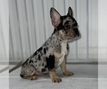 Small Photo #8 French Bulldog Puppy For Sale in VILLA PARK, IL, USA