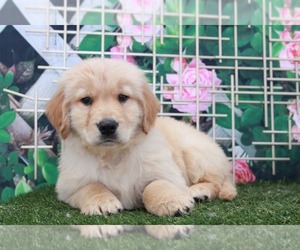 Golden Retriever Puppy for sale in MARIETTA, GA, USA