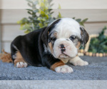 Small #1 Beabull