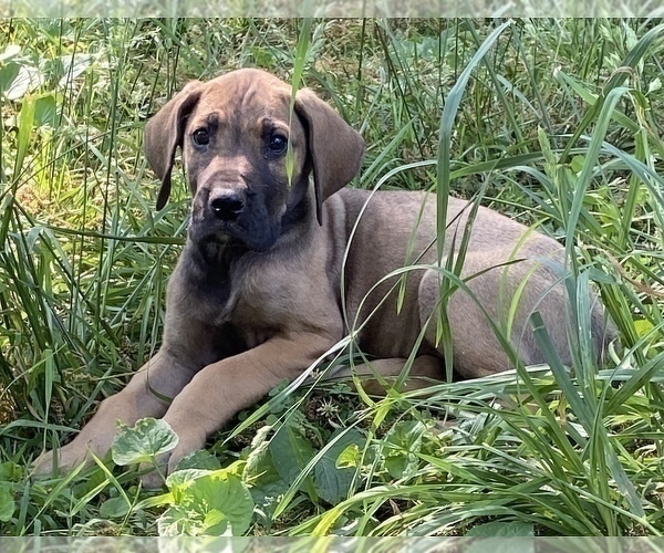 Medium Photo #15 Great Dane Puppy For Sale in CLOVER, SC, USA