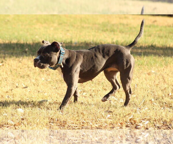 Medium Photo #6 American Pit Bull Terrier Puppy For Sale in El Centro, CA, USA